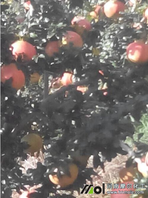 石榴水溶肥使用效果1 石榴水溶肥使用效果1