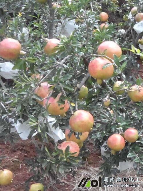 石榴水溶肥使用效果2 石榴水溶肥使用效果2