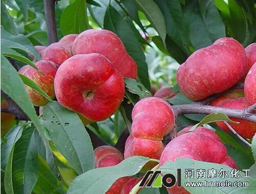 蟠桃施肥季節時間 蟠桃施肥季節時間