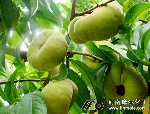 桃樹水溶肥正確用法 桃樹水溶肥正確用法