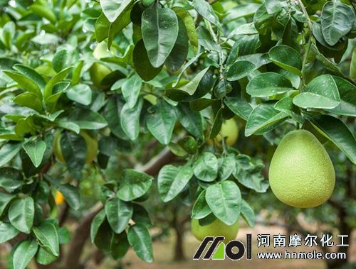 柚子樹施結果肥 柚子樹施結果肥