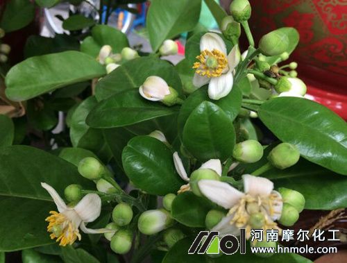 柚子樹施開花坐果肥 柚子樹施開花坐果肥