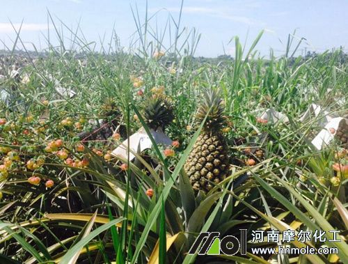 菠蘿需肥規(guī)律特點 菠蘿需肥規(guī)律特點