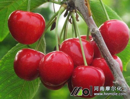 大櫻桃最佳施肥時(shí)間 大櫻桃最佳施肥時(shí)間