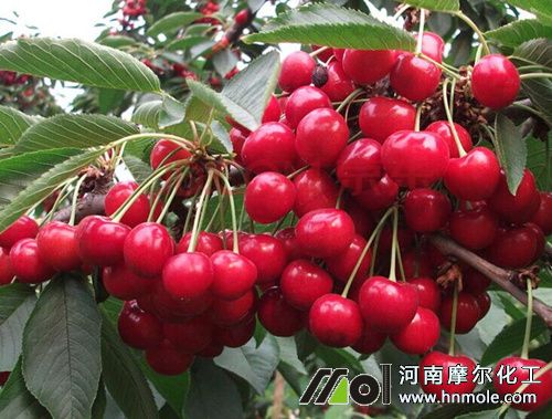 櫻桃水溶肥用法用量 櫻桃水溶肥用法用量