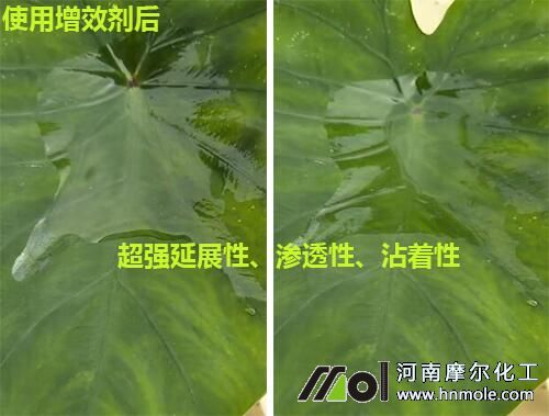 葉面肥增效劑效果對(duì)比2 葉面肥增效劑效果對(duì)比2