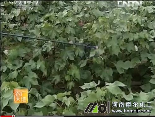 噴施水溶肥 噴施水溶肥