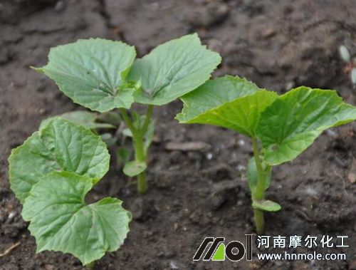 苦瓜苗追施水溶肥 苦瓜苗追施水溶肥