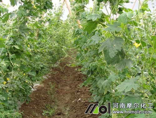 苦瓜苗期管理 苦瓜苗期管理