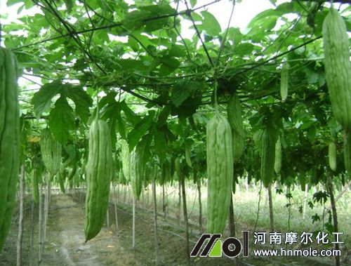 苦瓜種植施肥技術 苦瓜種植施肥技術