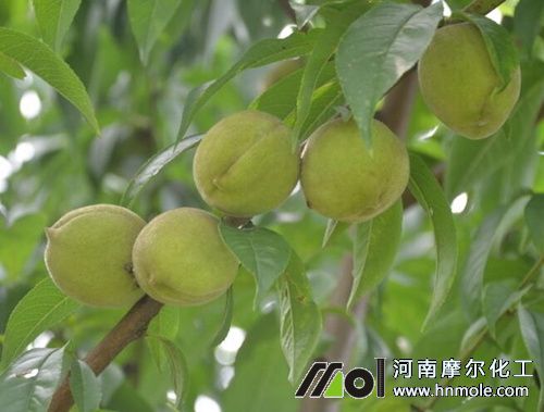 桃樹膨果期施肥 桃樹膨果期施肥