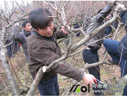 桃樹修剪 桃樹修剪