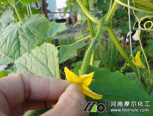 黃瓜人工授粉 黃瓜人工授粉