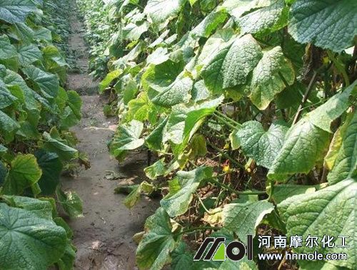 黃瓜缺素癥狀 黃瓜缺素癥狀