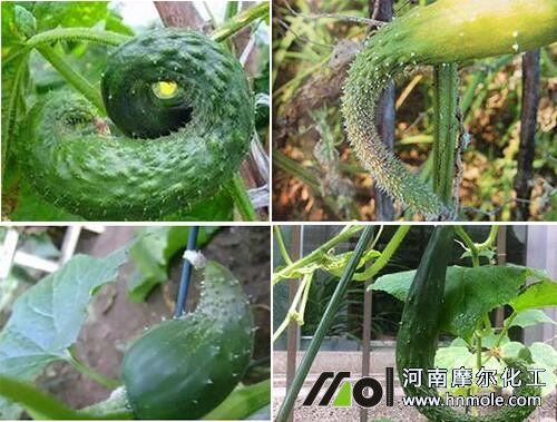 黃瓜尖頭打彎原因 黃瓜尖頭打彎原因