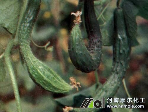 黃瓜尖頭施肥防治方法 黃瓜尖頭施肥防治方法