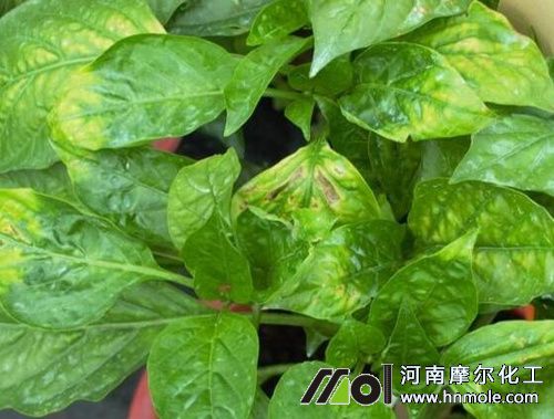 辣椒缺鈣葉子表現(xiàn) 辣椒缺鈣葉子表現(xiàn)