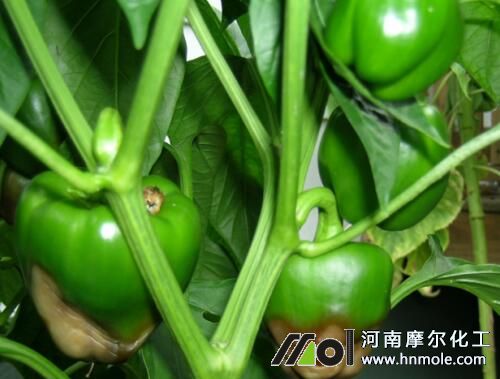 辣椒缺鈣果實表現(xiàn) 辣椒缺鈣果實表現(xiàn)