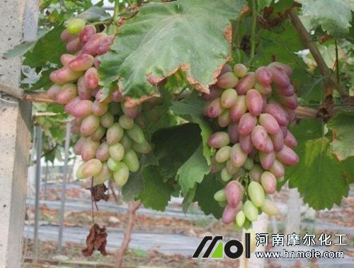 葡萄快速著色其它方法 葡萄快速著色其它方法