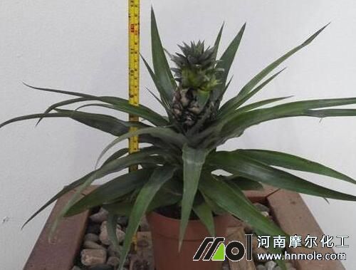 盆栽菠蘿施肥 盆栽菠蘿施肥