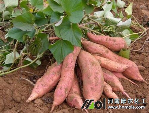 紅薯需肥特點 紅薯需肥特點