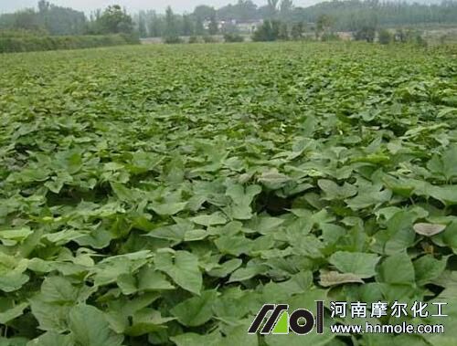 紅薯施肥方法 紅薯施肥方法