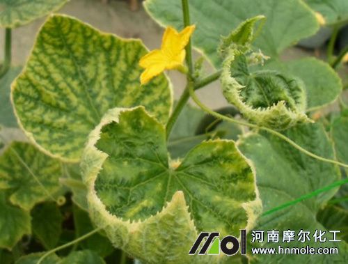 黃瓜缺鉬表現癥狀 黃瓜缺鉬表現癥狀