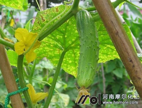 黃瓜施肥技術 黃瓜施肥技術