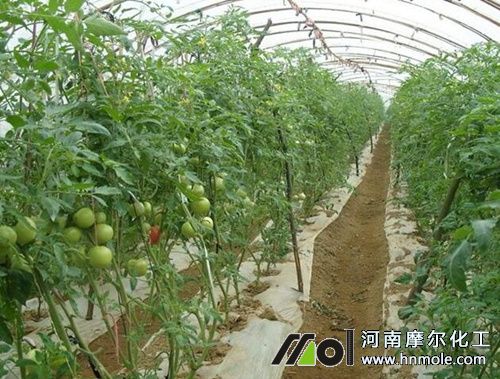西紅柿施肥技術 西紅柿施肥技術