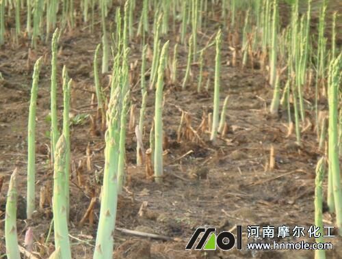 蘆筍施肥方法 蘆筍施肥方法