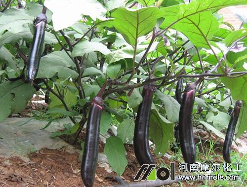 種植茄子上什么肥 種植茄子上什么肥