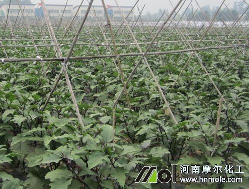 茄子水溶肥使用方法 茄子水溶肥使用方法