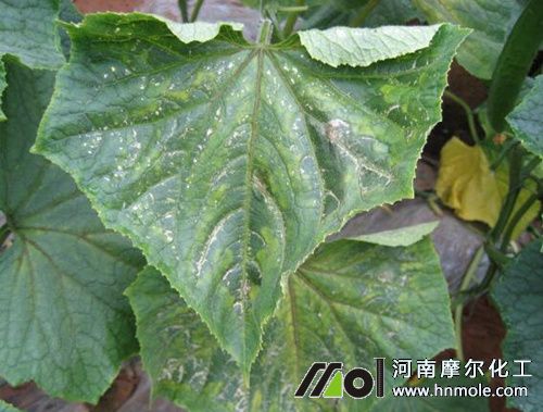 黃瓜缺硼葉子表現 黃瓜缺硼葉子表現