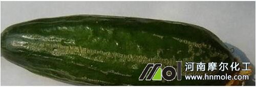黃瓜缺硼果實表現 黃瓜缺硼果實表現