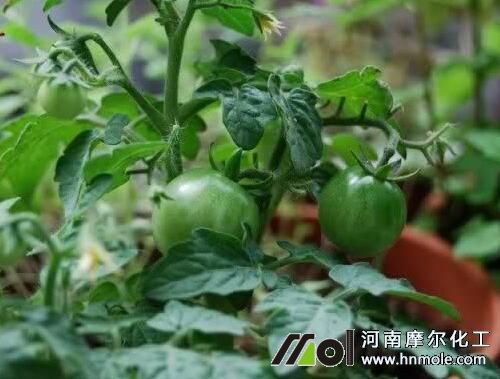 西紅柿不彭果原因 西紅柿不彭果原因