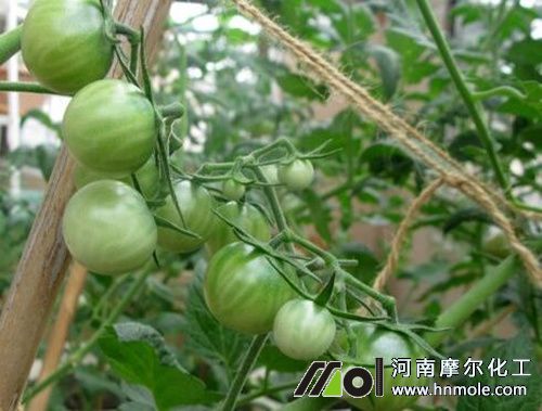 番茄水溶肥兌水稀釋方法 番茄水溶肥兌水稀釋方法