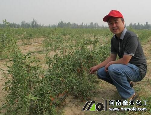 枸杞滴灌施肥 枸杞滴灌施肥