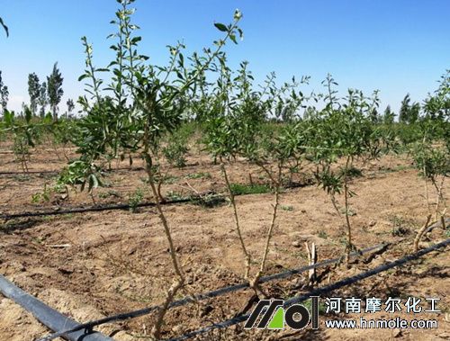 枸杞滴灌施肥方法 枸杞滴灌施肥方法