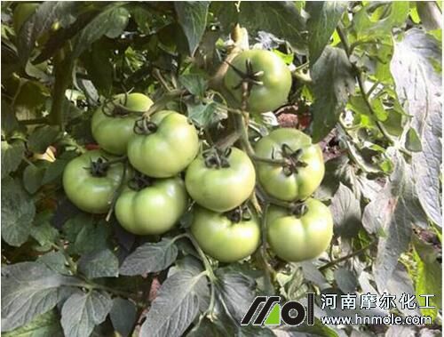 西紅柿膨果期施肥 西紅柿膨果期施肥