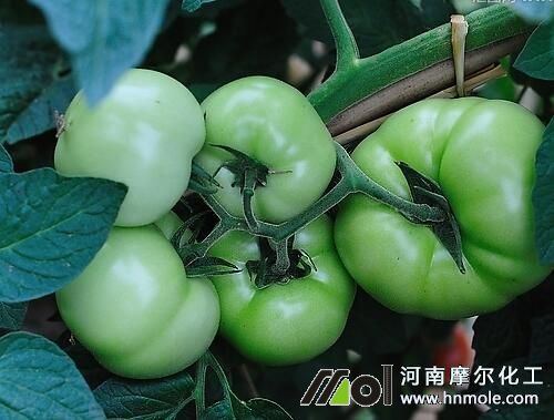 西紅柿膨果期管理 西紅柿膨果期管理