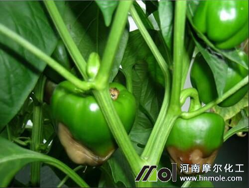 辣椒植株缺鈣 辣椒植株缺鈣