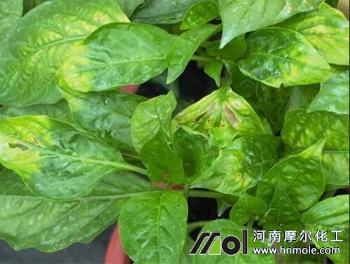 辣椒植株缺鈣 辣椒植株缺鈣