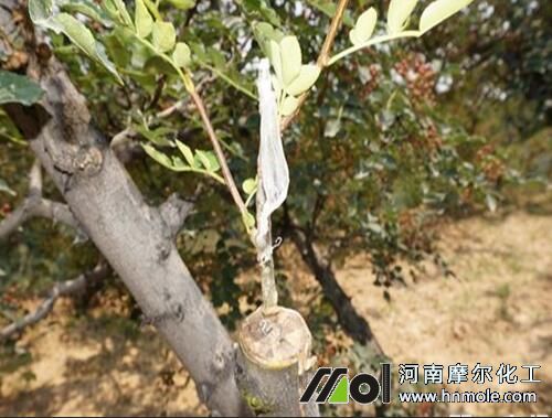 花椒樹嫁接技術 花椒樹嫁接技術