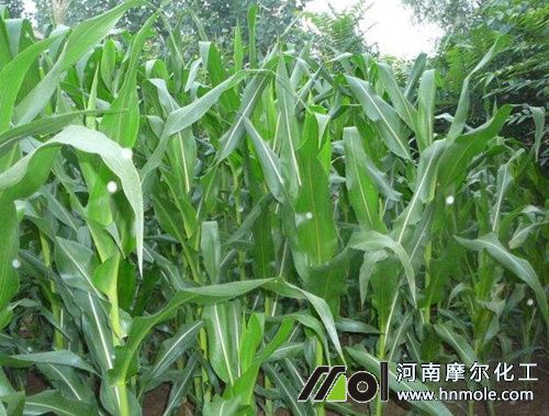 提高玉米產量方法 提高玉米產量方法