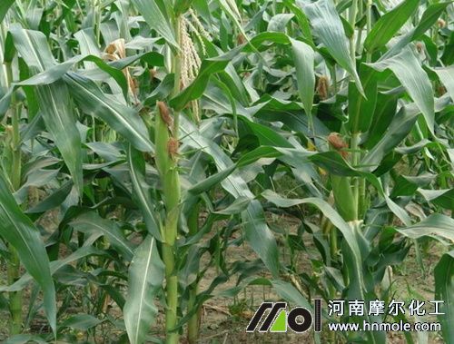 玉米水溶肥施肥方法 玉米水溶肥施肥方法