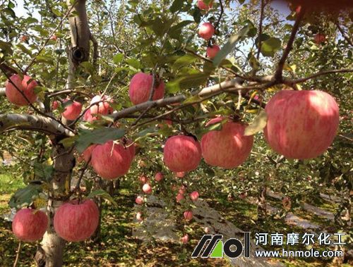 水溶肥在蘋果樹肥效時(shí)間 水溶肥在蘋果樹肥效時(shí)間