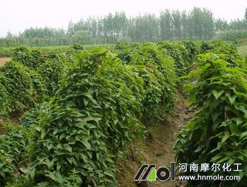 山藥水溶肥好處 山藥水溶肥好處