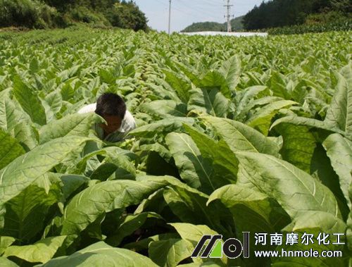 煙葉如何施肥 煙葉如何施肥