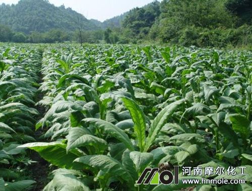 煙葉水溶肥用法 煙葉水溶肥用法