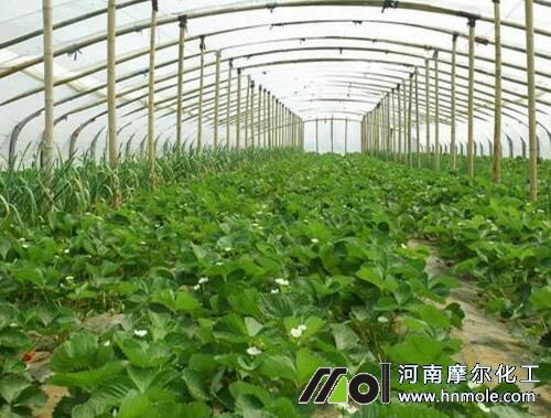 草莓科學施肥方法 草莓科學施肥方法